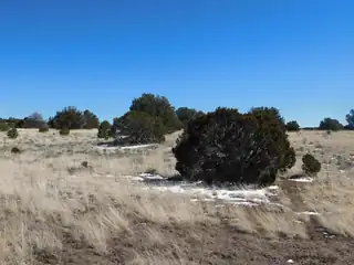 Lot 56 Bronco Boulevard 