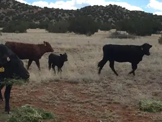 4819 Puertecito Road 