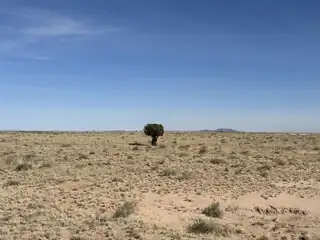 BOSQUE SANDHILL RANCH 