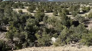 Lot 21 Pinon Springs Ranch 