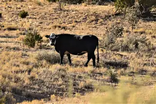 1747 DEER CANYON Trail 