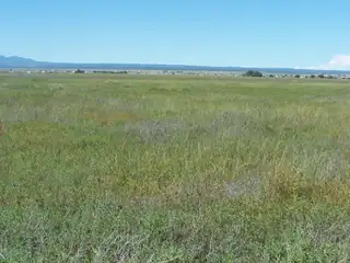 C. DEL SOL A081/MULBERRY A146 