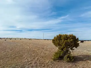 Portillo Creek Ranch 