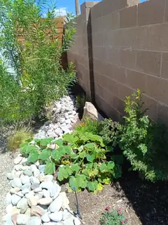 7112 Pan American Fwy NE 161 Backyard