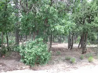 38 & 40 Mockingbird Highway 