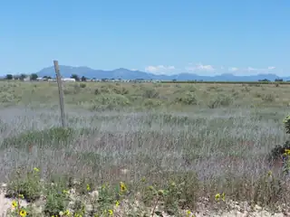 CALLE DEL SOL, McIntosh 