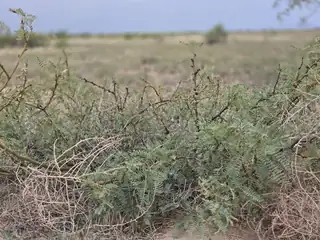 VL RRG Lot: 233 Unit 4 