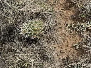 Lot 130 Jolly Time Lane 