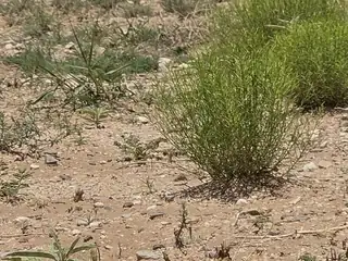 VL RGE Lot 14 15 Block 380 14, Belen 