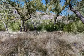 130 STUBBORN PINE Road View