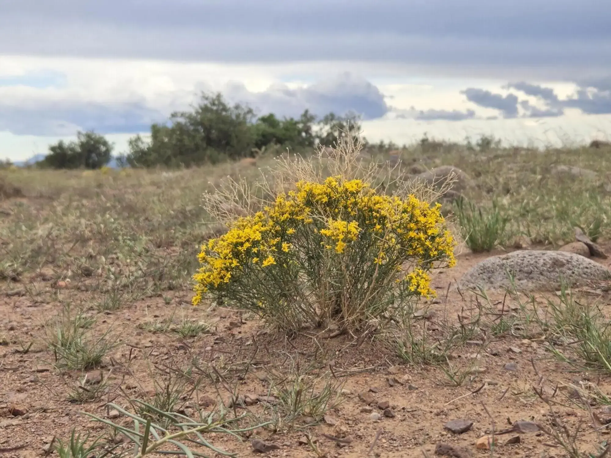 VL WILLOW SPRINGS RANCH Lot 2-9