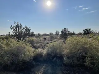 1309 11th Street SW, Rio Rancho 