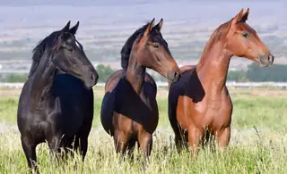 742 NM-408 Pembroke Farm 