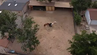 10609 Calle De Elena Backyard