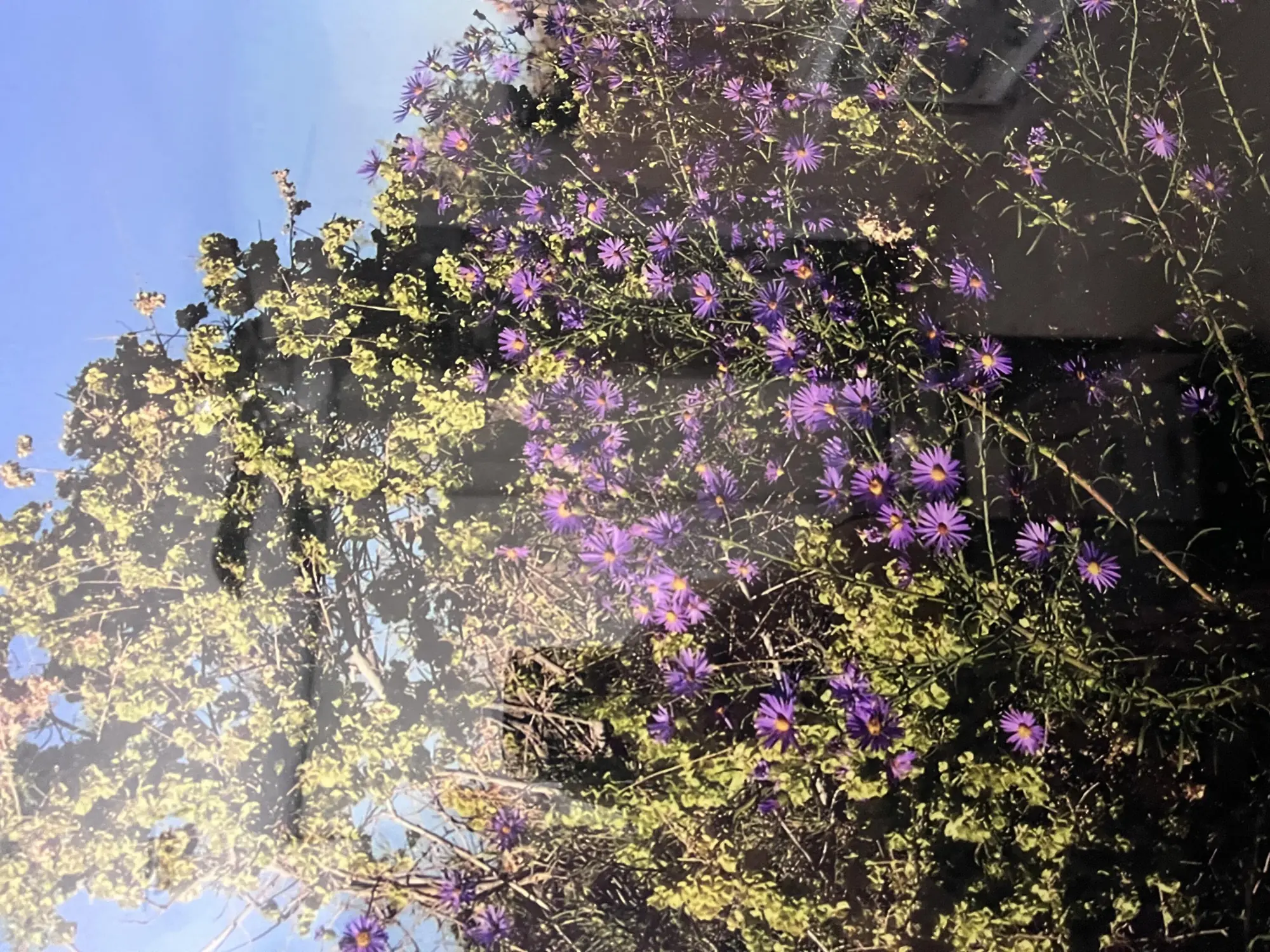 XX Findlay Street NE