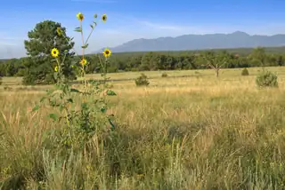 Subd: TORREON GRANT Tract: A-1 