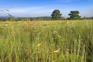 Subd: TORREON GRANT Tract: A-1 