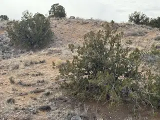 2309 DESERT MARIGOLD Road NE 