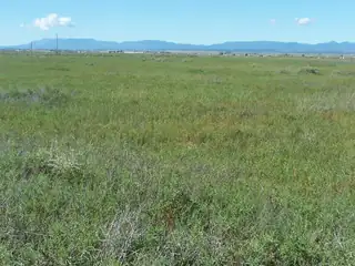 C. DEL SOL A081/MULBERRY A146 