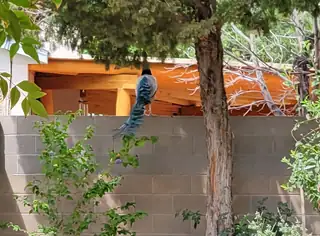 5100 Cordoniz Street NW Backyard