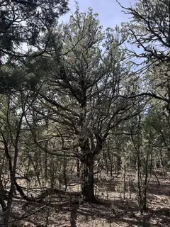 1-85-81 Entrada De Cibola 