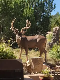 2 Concha Court Backyard