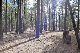 Lot 49 A Cool Pines 