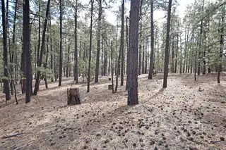 Lot 49 A Cool Pines 