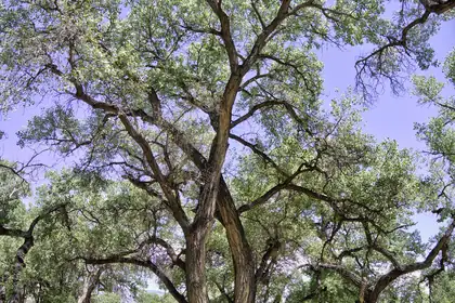 Bosque Oculto Lot B1-B, Corrales 