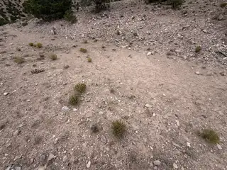 Caballo Palido 