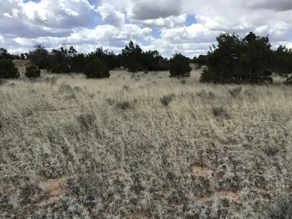 Lots 38-39 Country Lane, Ramah 