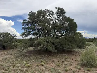 LOT 36 ARROW LN 