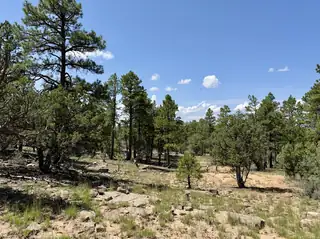 3 Leaning Pine Lane 