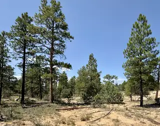 3 Leaning Pine Lane 