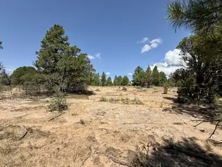 3 Leaning Pine Lane 