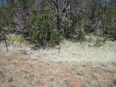 110 Jesse James Road, Edgewood, NM 87015 