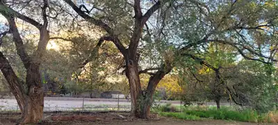 5 Montoya, San Antonio, NM 87832 