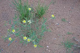 Lot 125 Rancho Rio Grande 11e, Los Lunas 