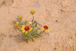 Lot 29 Rio Del Oro 7 